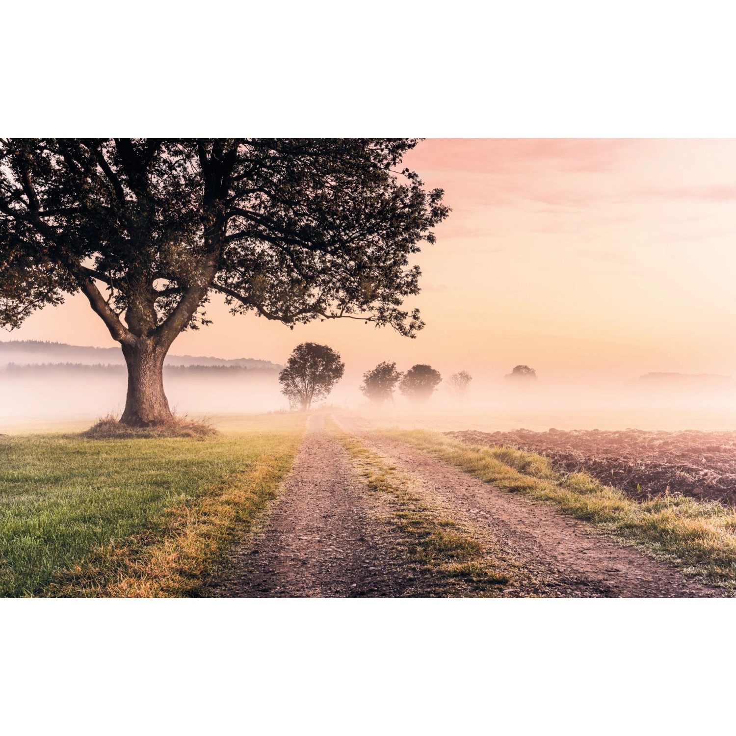 Komar Vliesová fototapeta Misty Morning 400 x 250 cm