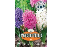 Hyacinty směs