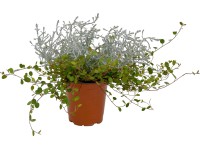 Mix strukturovaných rostlin 2 v 1 průměr květináče cca 12 cm Mix strukturovaných rostlin 2 v 1 průměr květináče cca 12 cm