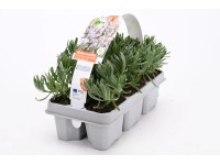 Levandule lékařská (Lavandula angustifolia) 