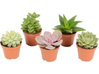 Různé sukulenty průměr květináče cca 6 cm Různé sukulenty průměr květináče cca 6 cm