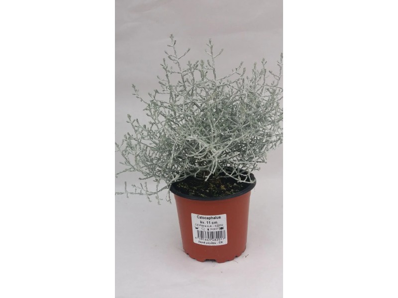 kr-snohl-vek-calocephalus-dr-tovec-pr-kv-11-cm