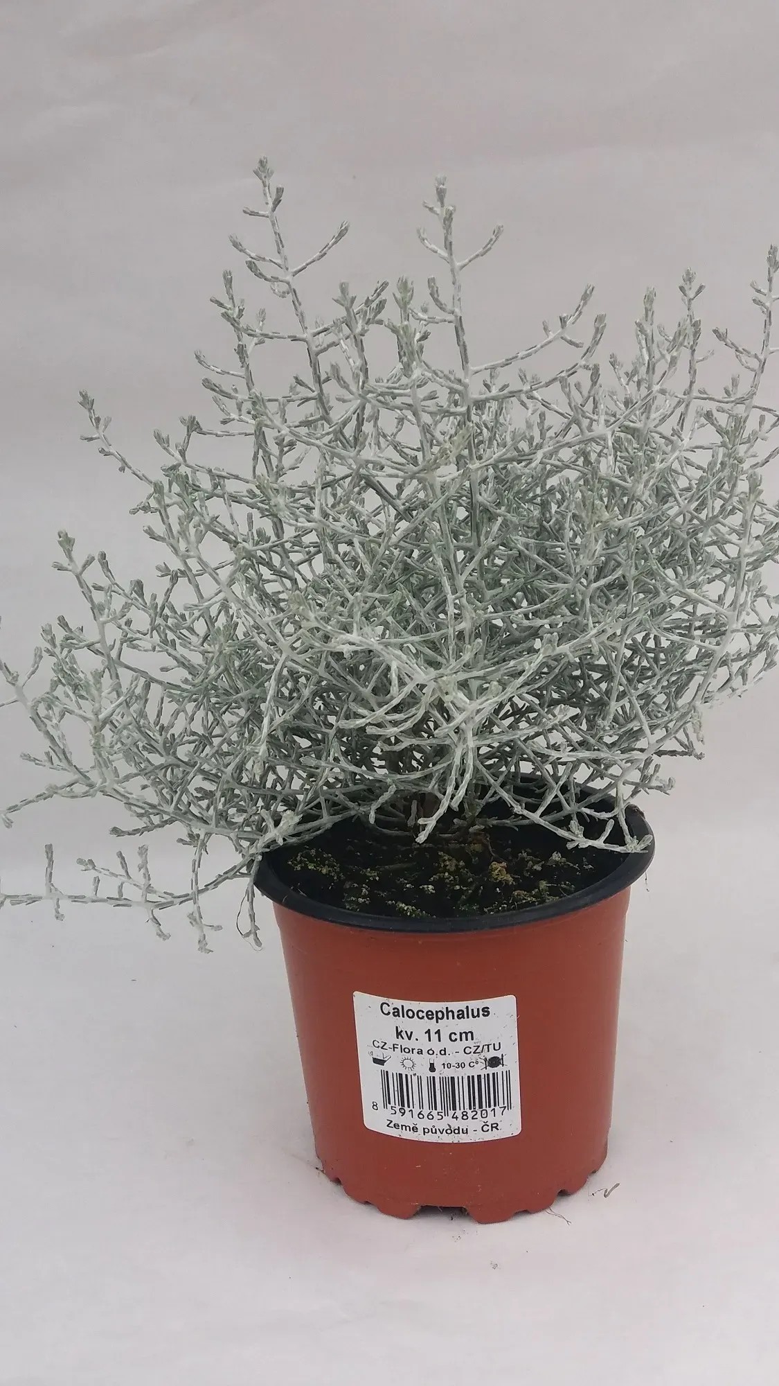 kr-snohl-vek-calocephalus-dr-tovec-pr-kv-11-cm