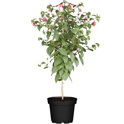 Landgard Fuchsie (Fuchsia) na kmínku cca výška 50-70 cm, pr. 25 cm