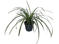Landgard Ostřice japonská (Carex oshimensis) 