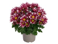 Q-Flower Listopadka indická (Chrysanthemum indicum) 