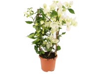 Bugenvilea (Bougainvillea), různé barvy, výška cca 55 cm, pr. kv. cca 17 cm Bugenvilea (Bougainvillea), různé barvy, výška cca 55 cm, pr. kv. cca 17 cm