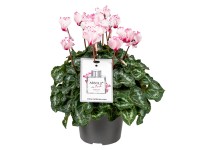 Landgard Brambořík perský (Cyclamen persicum)