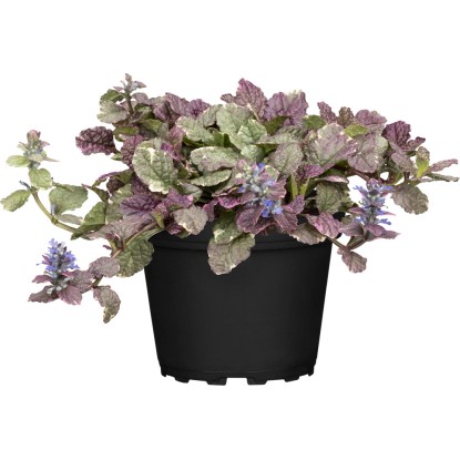 GROW by OBI Zběhovec plazivý, modrý, 10-20 cm, pr. květ. 12 cm, Ajuga reptans