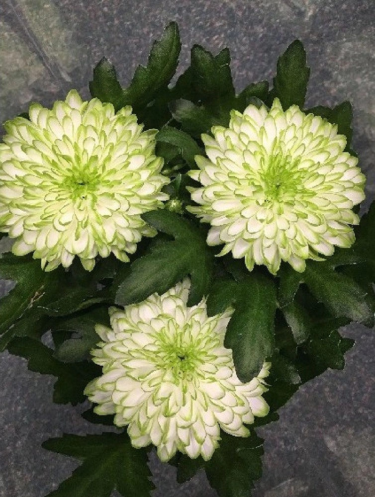 Chryzantéma "Nova Zembla Lime" průměr květináče cca 13 cm Chrysanthemum