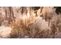 Bondecor Obraz, tištěné plátno Květina 80 x 150 cm