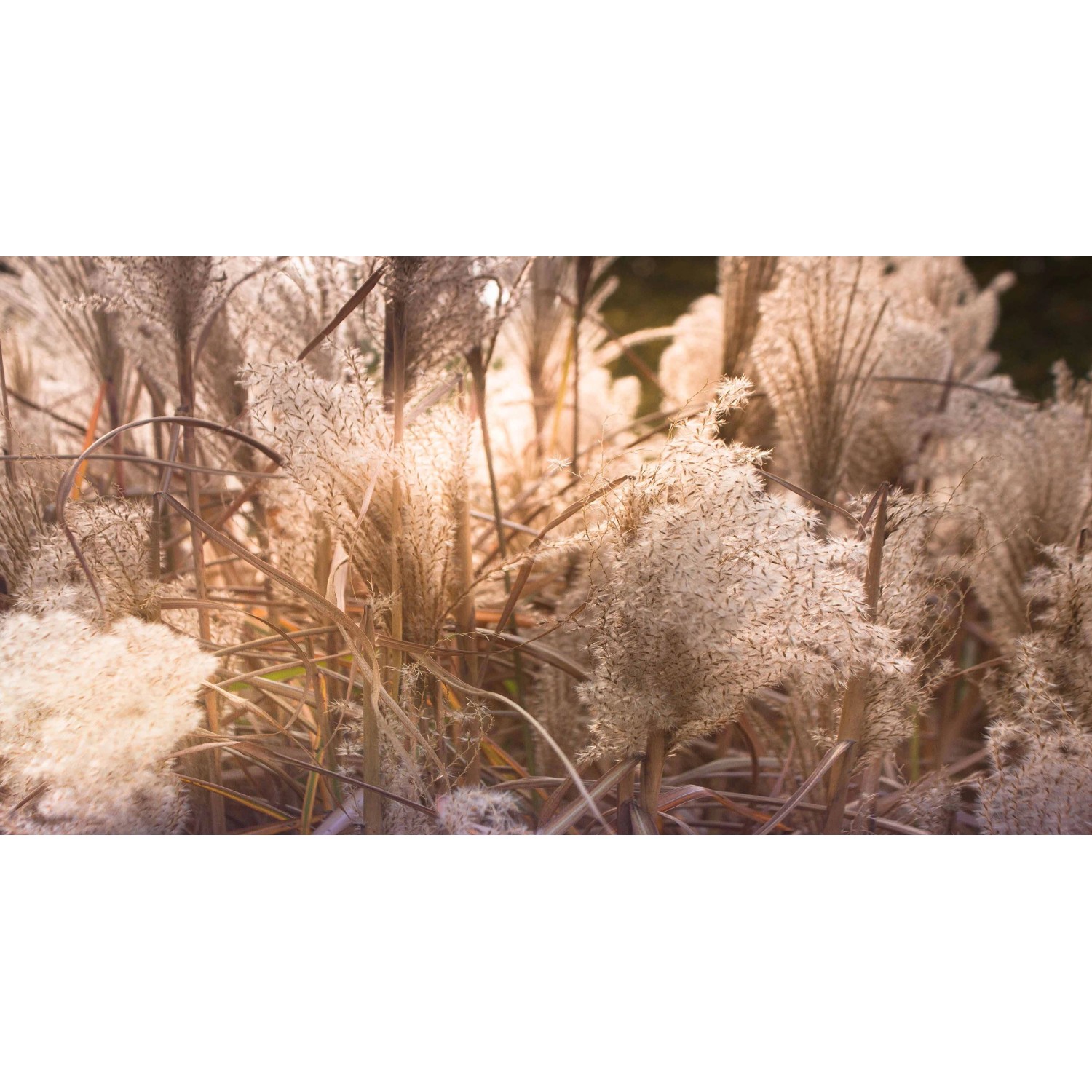 Bondecor Obraz, tištěné plátno Květina 80 x 150 cm