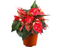 Grow by OBI Vánoční hvězda s 5-7 listeny, skvrnitá, pr. cca 13 cm