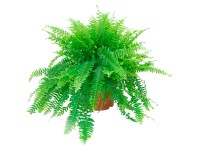 GROW by OBI Ledviník průměr květináče cca 17 cm