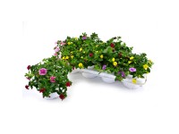 GROW by OBI Minipetúnie (Calibrachoa hybride) GROW by OBI Minipetúnie (Calibrachoa hybride)