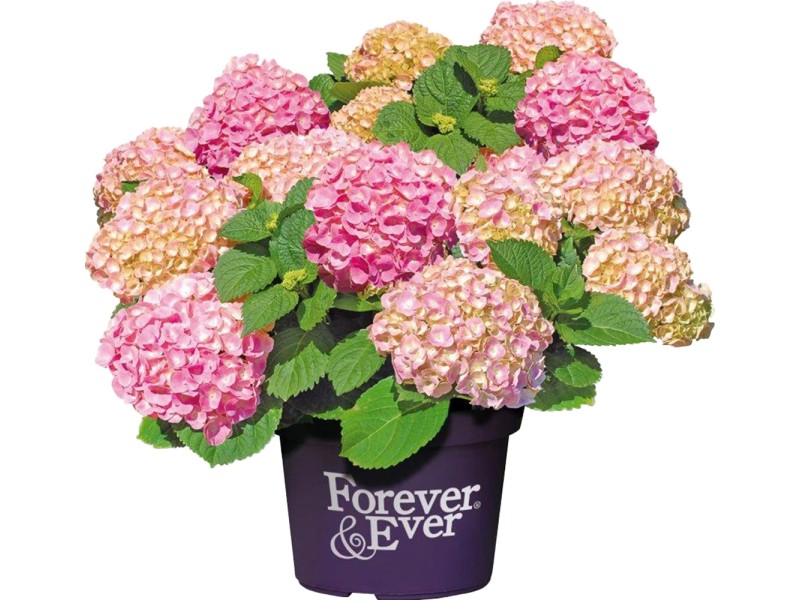 Hortenzie Forever Ever (Forever Ever, Hortenzie Forever, Hortenzie Forever Ever) Hortenzie Forever Ever