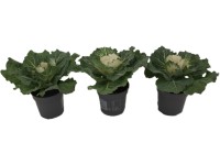 Okrasná kapusta (Brassica oleracea) hladké listy, pr. kv. 10,5 cm Okrasná kapusta (Brassica oleracea) hladké listy, pr. kv. 10,5 cm