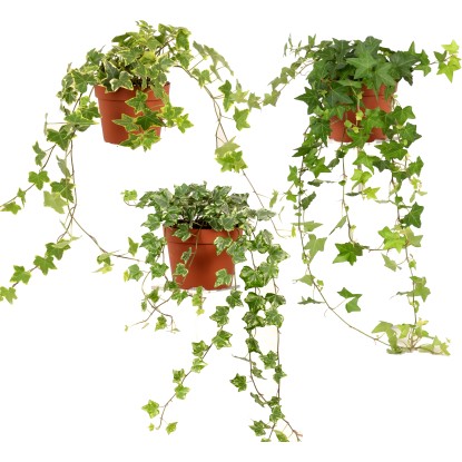 GROW by OBI Břečťan výška cca 20 cm průměr květináče cca 13 cm Hedera helix