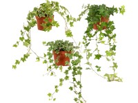 GROW by OBI Břečťan výška cca 20 cm průměr květináče cca 13 cm Hedera helix GROW by OBI Břečťan výška cca 20 cm průměr květináče cca 13 cm Hedera helix