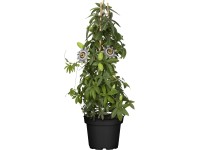 GROW by OBI Mučenka modrá (Passiflora caerulea) výška 40-60 cm, pr cca 17 cm