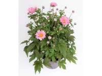 Q-Flower Sasanka (Anemone) 