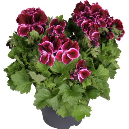 Pelargonie velkokvětá "Bella Donna" purpurová průměr květináče 23 cm