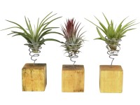 Aranžmá tillandsií (Tillandsia ionantha) na dřevěném bloku, pr. cca 8 cm