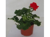 Pelargonium zonale Prémium
