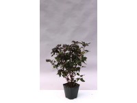 Tavola kalinolistá (physocarpus opulifolius) All Black Tavola kalinolistá (physocarpus opulifolius) All Black