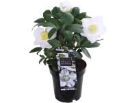 Čemeřice černá Čemeřice černá