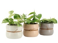 Šplhavnice Šplhavnice