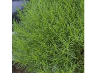 Svatolína olivová Olivia průměr květináče cca 12 cm Santolina