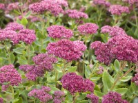 OBI Rozchodník nachový 