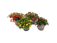 GROW by OBI Minipetúnie (Calibrachoa hybride) různé barvy pr. květináče 13 cm GROW by OBI Minipetúnie (Calibrachoa hybride) různé barvy pr. květináče 13 cm