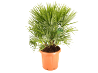 GROW by OBI Žumara nízká (Chamaerops humilis) výška 60-80 cm