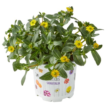 Vitálka (Sanvitalia), pr. kv. cca 10,5 cm