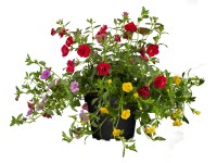 GROW by OBI Minipetúnie Trio (Calibrachoa Hybride), pr. 12 cm GROW by OBI Minipetúnie Trio (Calibrachoa Hybride), pr. 12 cm