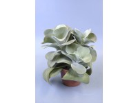 GROW by OBI Kolopejka, pr. květináče cca 12 cm (Kalanchoe thyrsiflora) GROW by OBI Kolopejka, pr. květináče cca 12 cm (Kalanchoe thyrsiflora)