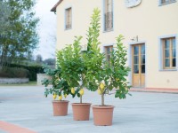 Citroník Citrus různé odrůdy