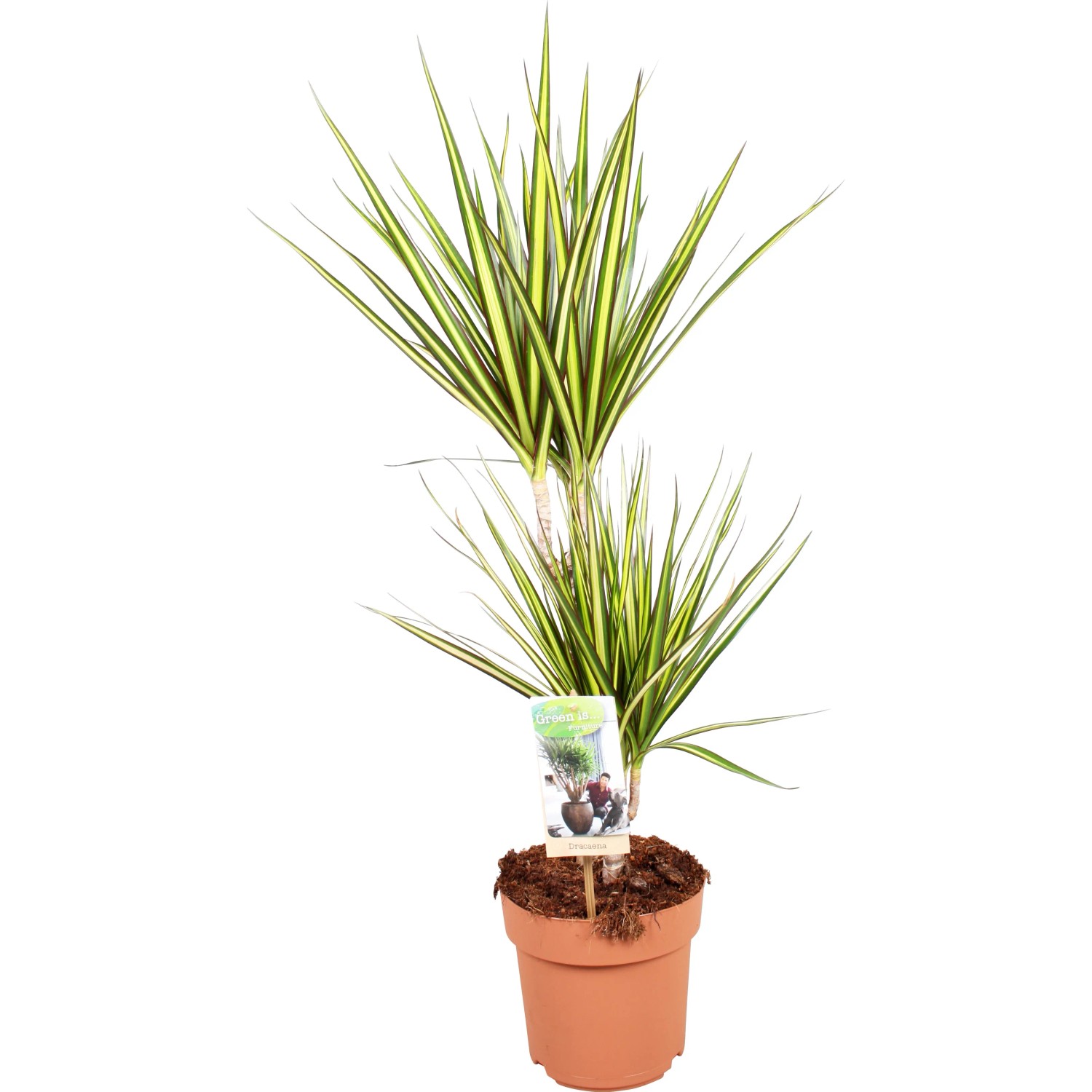 drachenbaum deremensis Drachenbaum 'Lemon Lime' | kaufen