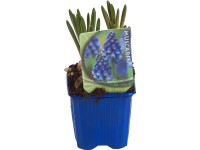 Modřenec modrý průměr květináče cca 7 cm