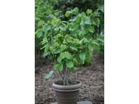 Líska obecná (corylus avellana) Webbs Pricenut Líska obecná (corylus avellana) Webbs Pricenut