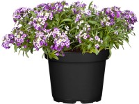 OBI Tařicovka přímořská průměr květináče cca 12 cm Lobularia maritima