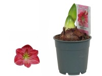 Hvězdník (Hippeastrum hybride), růžová, pr. 12 cm