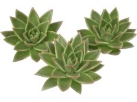 Řez echevérie různé druhy Řez echevérie různé druhy