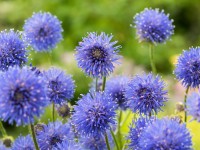 OBI Pavinec vytrvalý modrý pr. květináče cca 9 cm x 9 cm