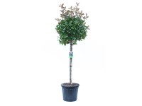 GROW by OBI Blýskavka GROW by OBI Blýskavka