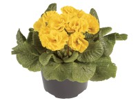 Prvosenka plnokvětá (Primula), různé barvy, pr. cca 10 cm