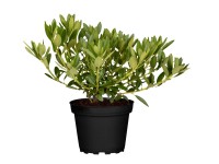 Rododendron Rododendron