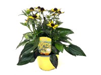 Q-Flower Třapatka zářivá (Rudbeckia fulgida) 